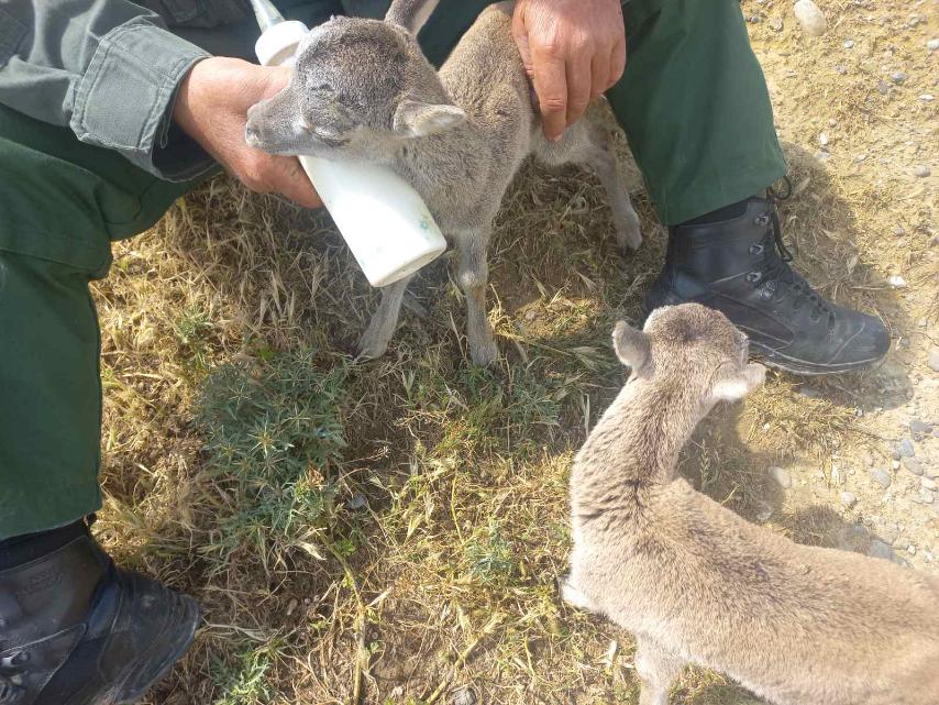 feature gina bottle feeding eliminates the possibility of them being released back to the wild ever again because they become human dependent