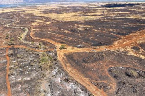 The devastating fires of 2023: 4 billion hectares of forest burned, 250 people killed