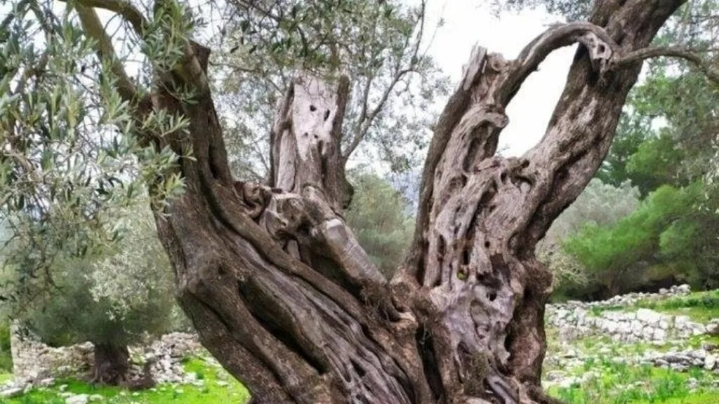 Chloraka: Locals speak out against felling of ancient trees