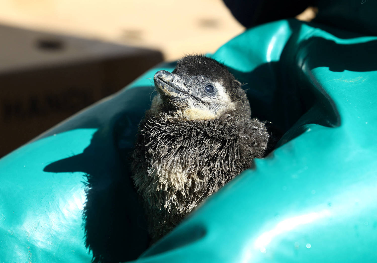 ‘Adopt a penguin egg’ Easter campaign helps endangered African birds [PHOTOS]
