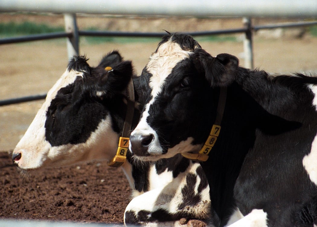 Arrests after livestock stolen