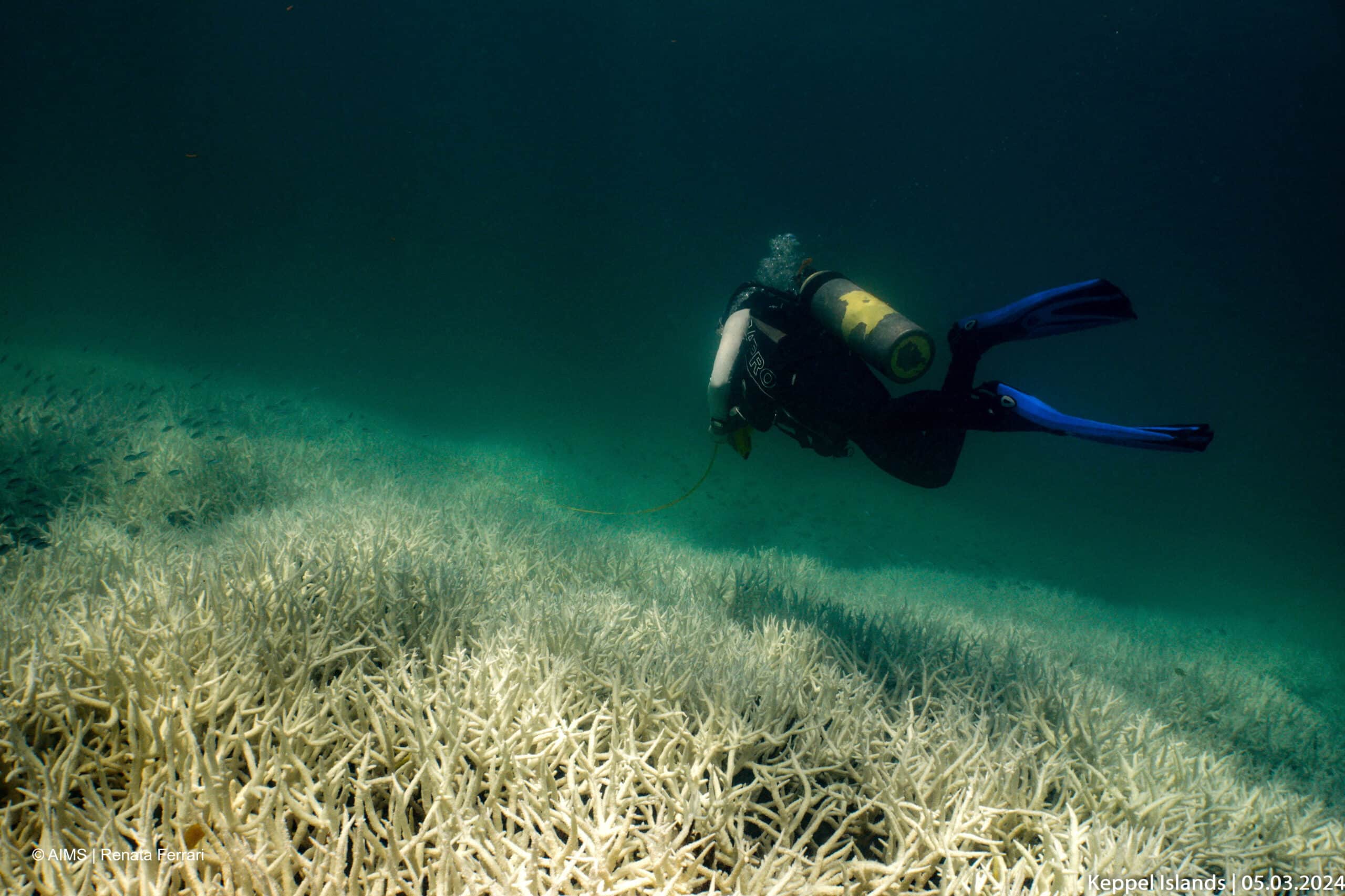 Australia, ’s Great Barrier Reef suffers major coral bleaching