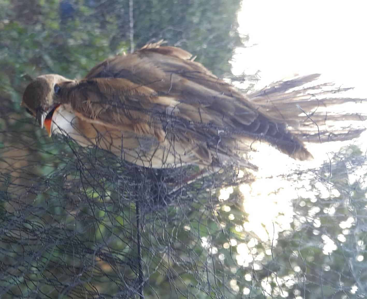 Bases police boost efforts to combat illegal bird trapping