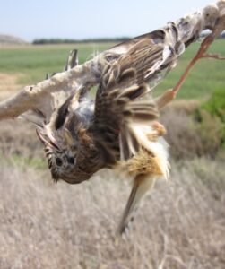 Boycott is the wrong response to bad news on bird trapping