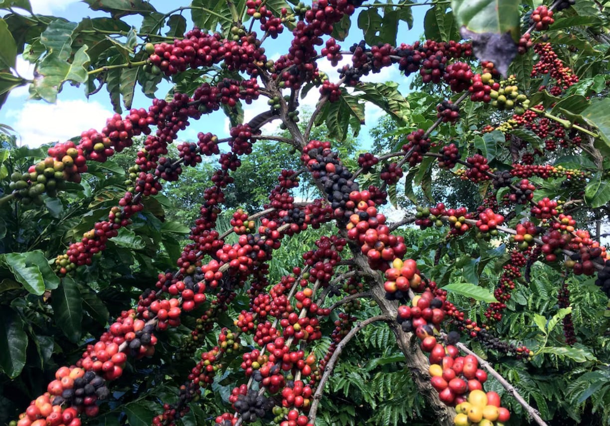 Brazil heading to rare sequence of rising coffee crops