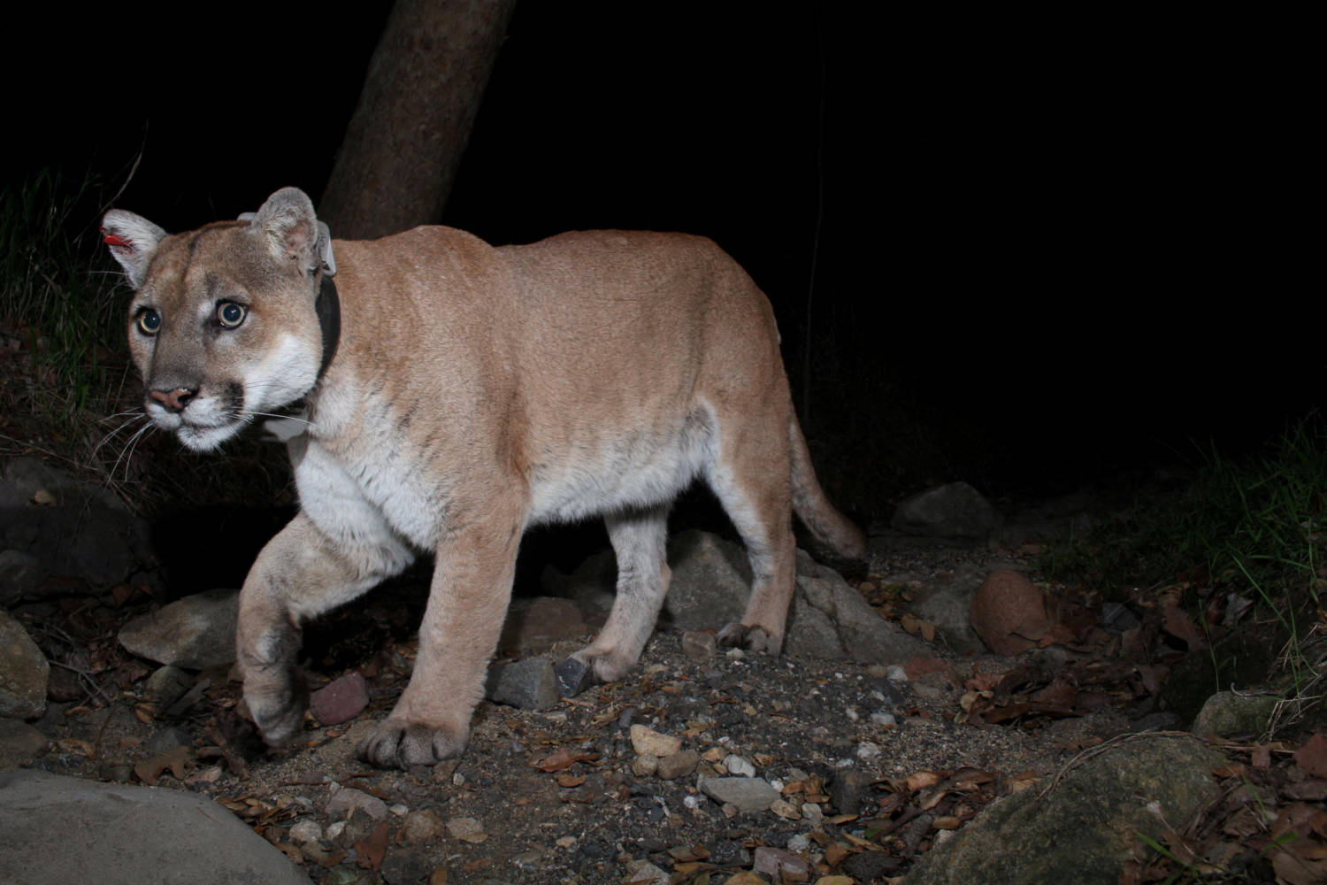 Mountain lion kills man, injures brother in rare California fatal attack