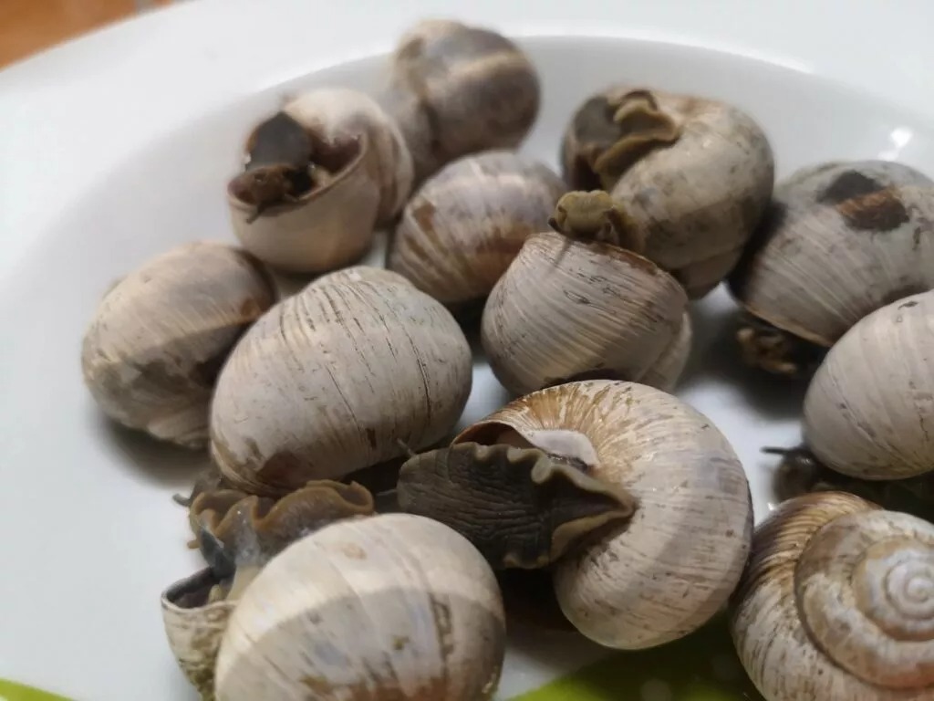 Tersefanou gearing up for… snail festival