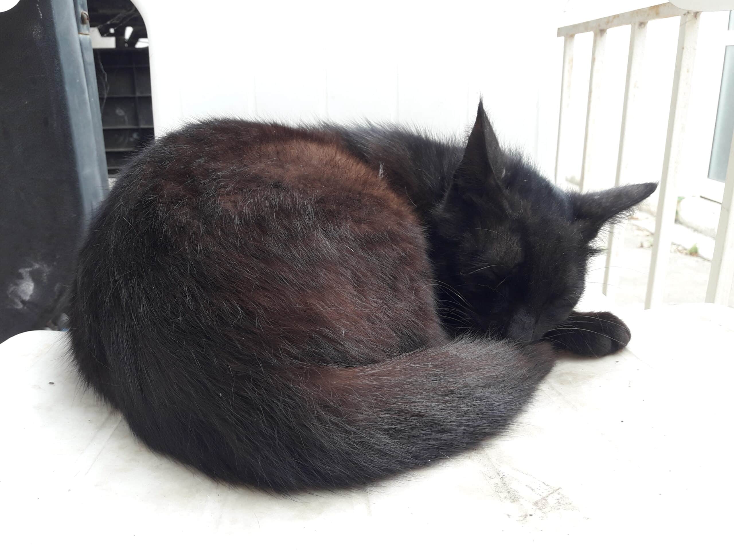 The shocking slow death of poisoned feral cats