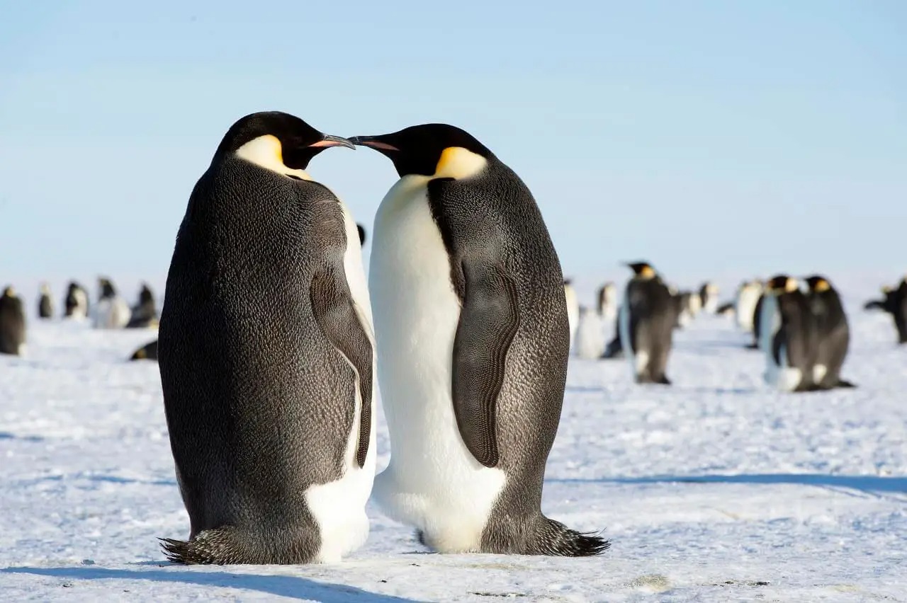 Emperor penguins suffered mass breeding failures in 2023 amid record low sea ice