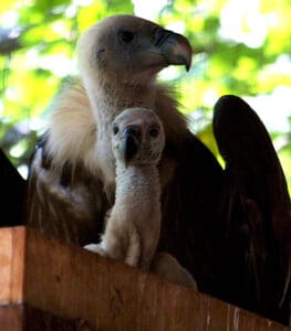 Environmental action: you can make a real difference
