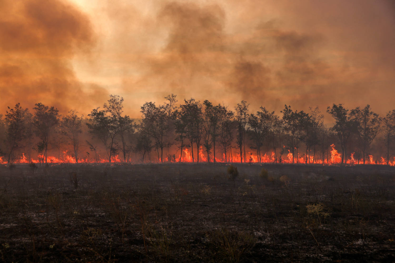Europe’s wildfires in 2023 were among the worst this century, report says