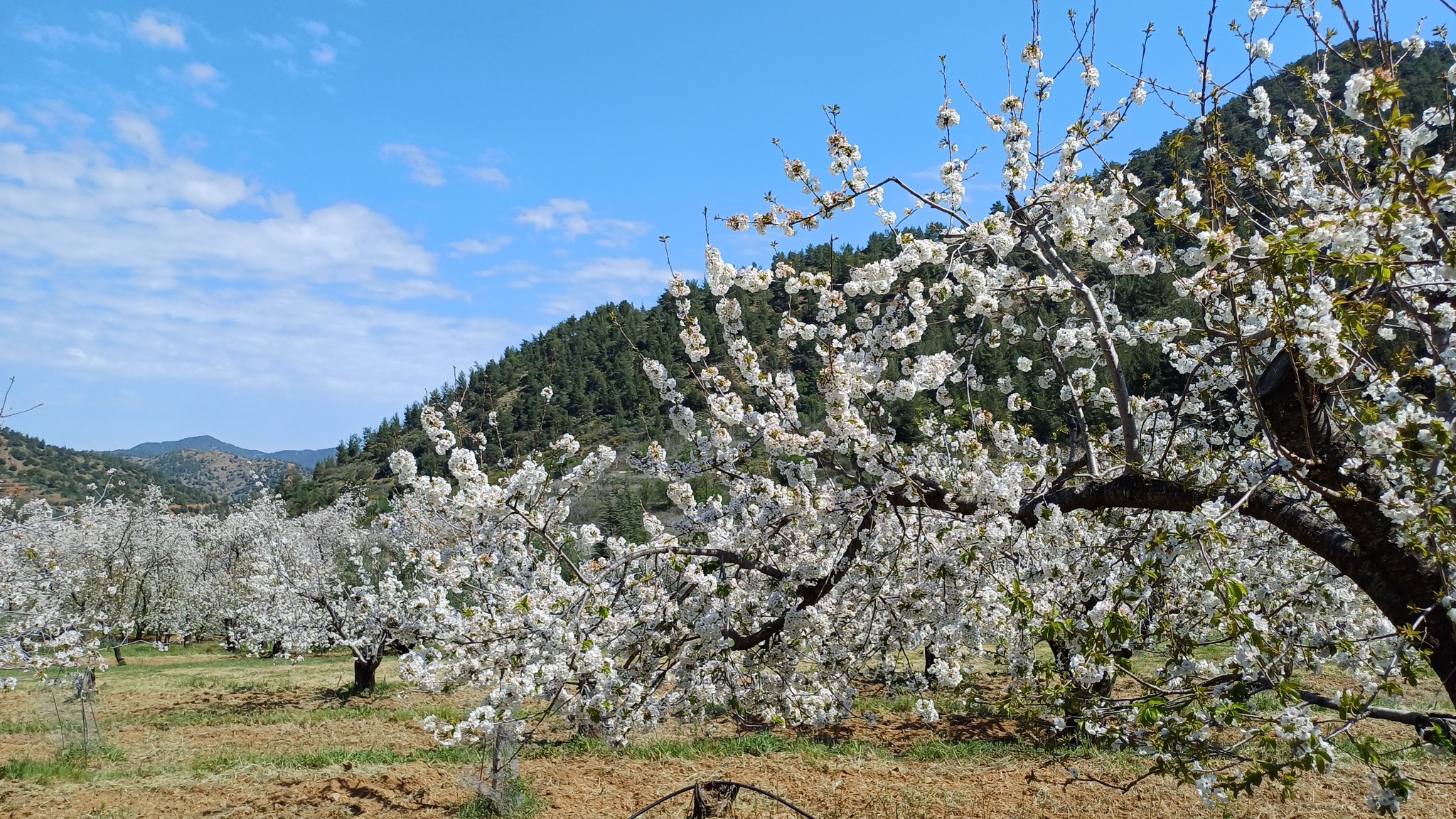 Japanese cherry blossom festival in Cyprus