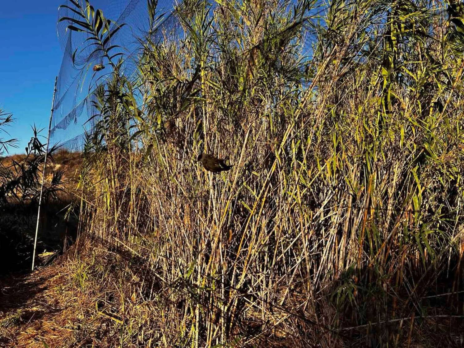 Man fined €2,000 for bird trapping