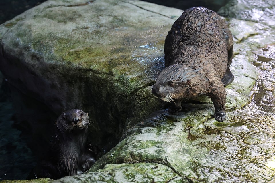 Stranded sea otter pups paired with surrogate moms at California aquarium [PHOTOS]