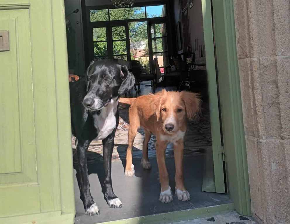 Stray dog shelter in Nicosia set to expand