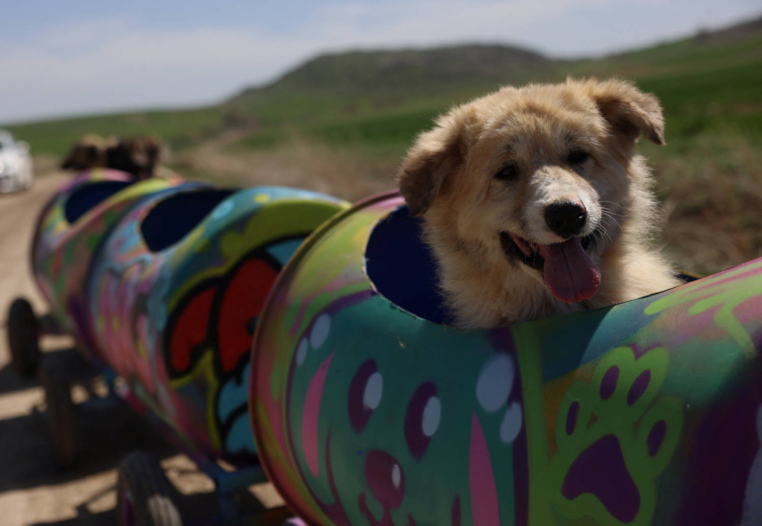Turkey’s woof express takes disabled dogs on a daily ride [PHOTOS]