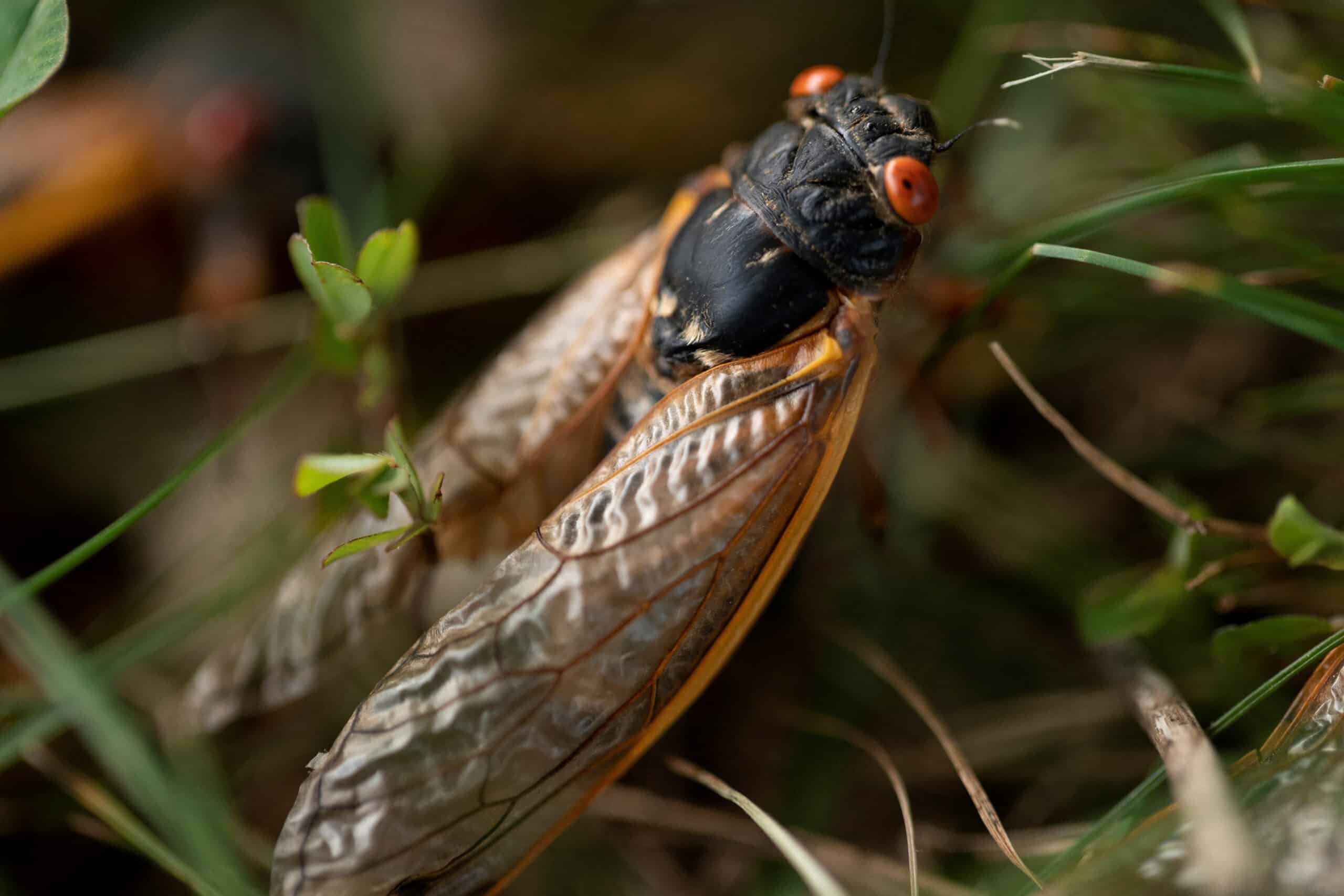 Wide swath of US gets buggy as two cicada broods intrude