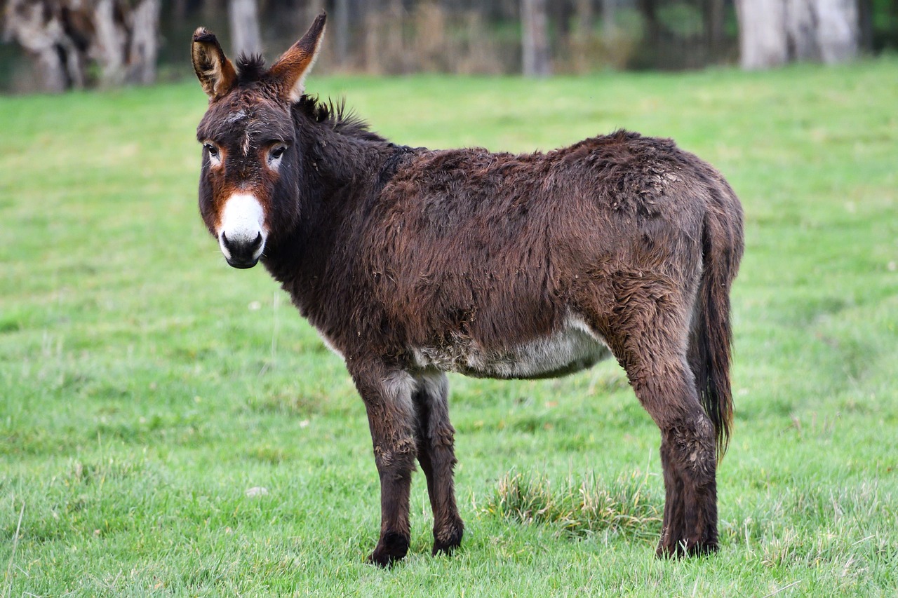 Euthanising healthy donkeys in north , ‘out of the question’