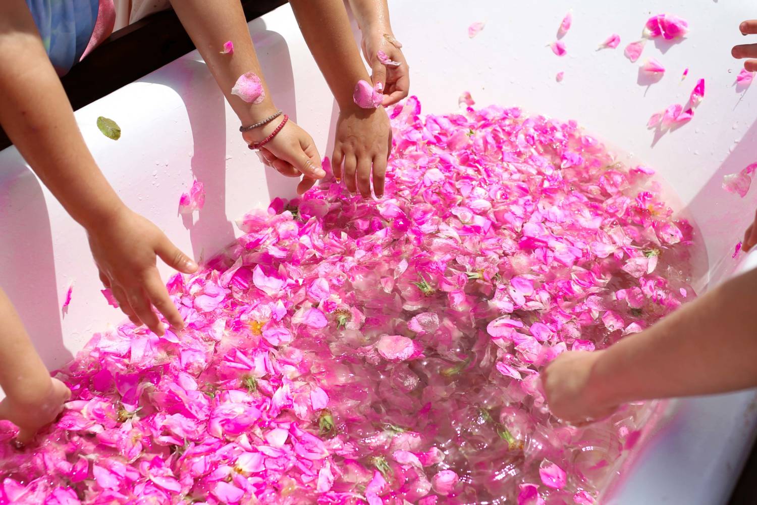 Festival of Roses