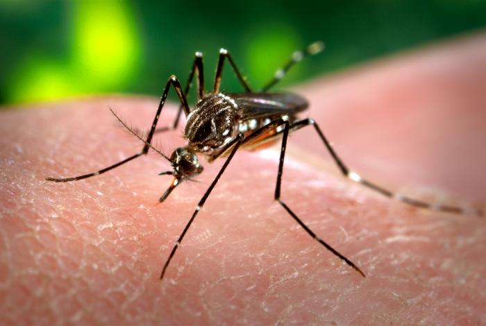 Larnaca health officials intensify anti-mosquito efforts
