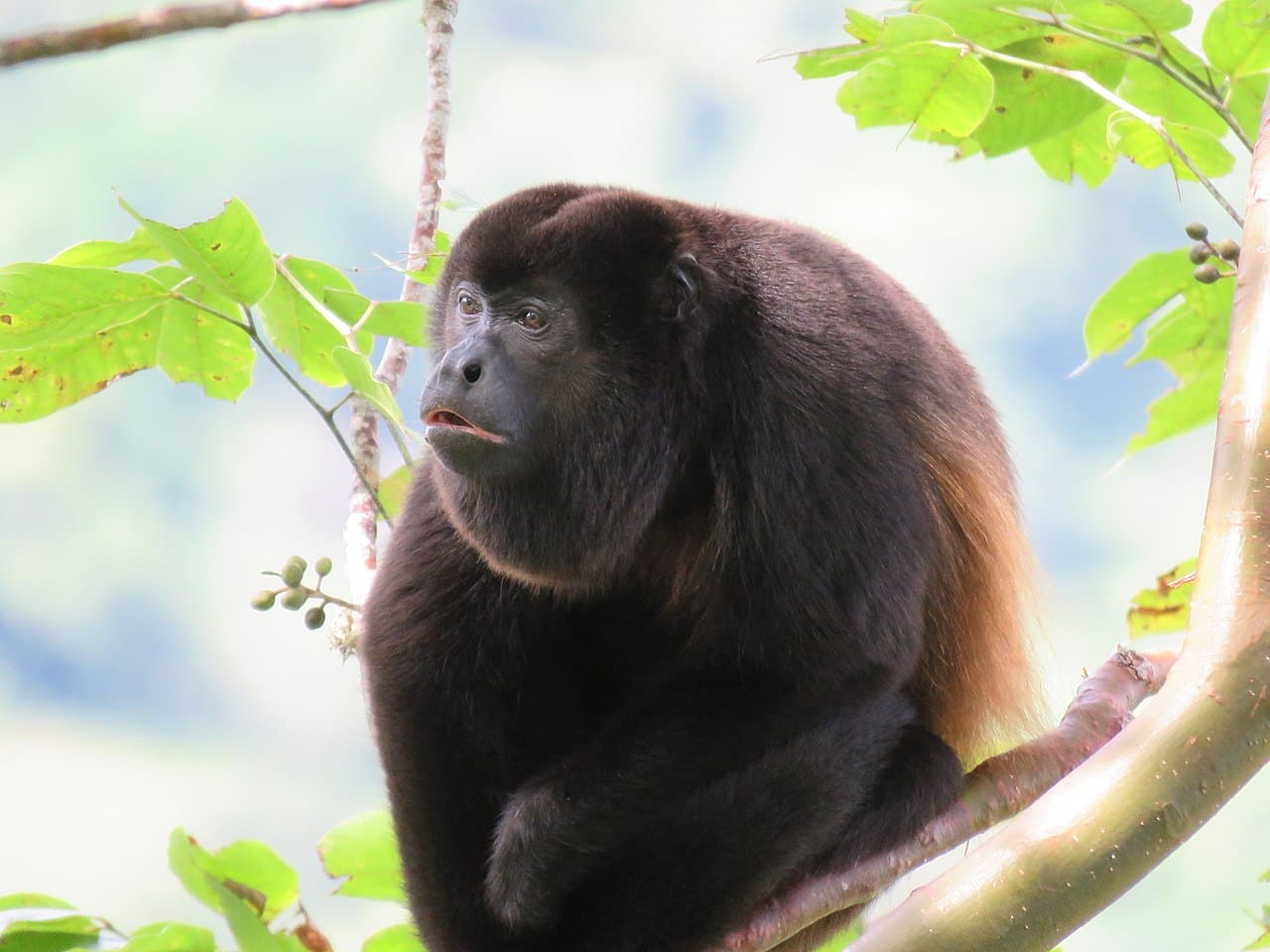 Mexico, ’s howler monkeys dropping dead as heat toll mounts