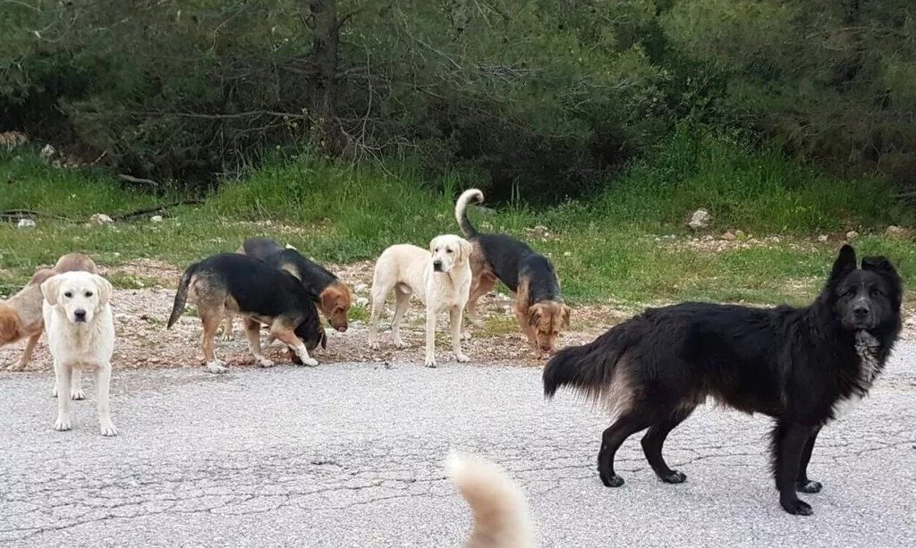 Rogue ‘ferocious’ dogs spread fear in South Korean town
