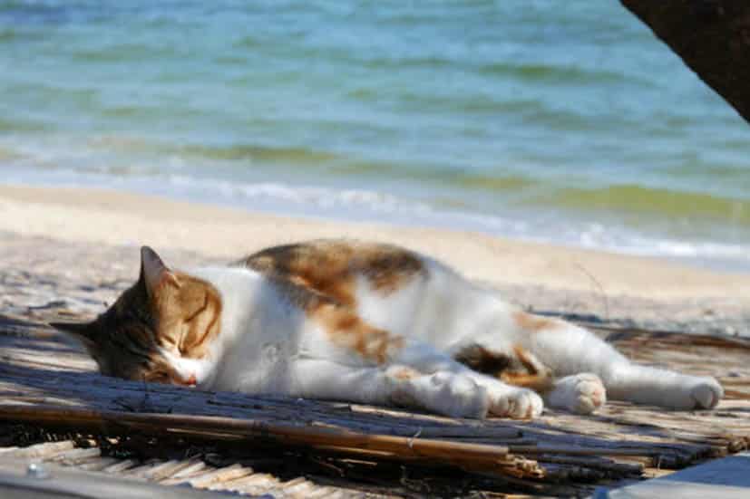 Today, ’s weather: Mostly clear with clouds inland